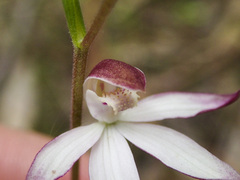 Caladenia moschata