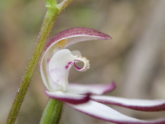 Caladenia moschata