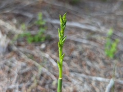 Prasophyllum
