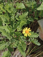 Arctotis arctotoides