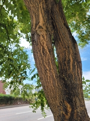 Styphnolobium japonicum
