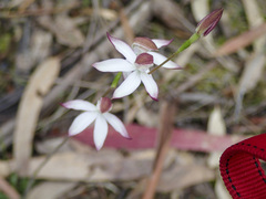 Caladenia moschata