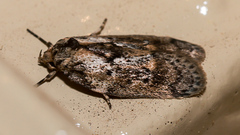 Philobota baryptera