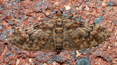 Mnesiloba eupitheciata