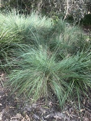 Poa labillardierei
