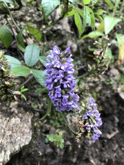 Otholobium pubescens