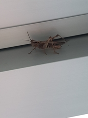 Chorthippus brunneus