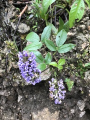 Otholobium pubescens