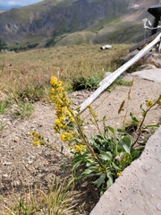 Solidago simplex