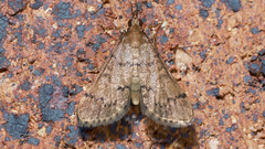 Piletocera macroperalis