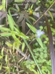 Murdannia keisak