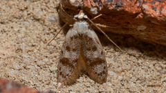 Scatochresis innumera