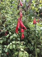 Fuchsia boliviana