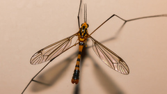 Nephrotoma australasiae