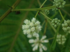 Acaciella