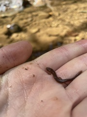 Plethodontidae