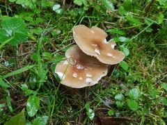 Rhodocollybia butyracea