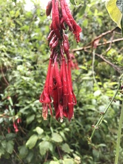 Fuchsia boliviana