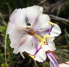 Gladiolus patersoniae