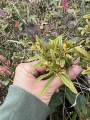 Hypericum prolificum
