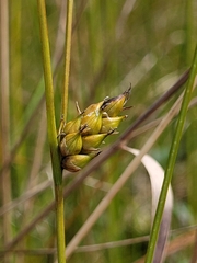 Carex oligosperma