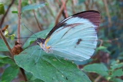 Ganyra phaloe