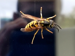 Vespula germanica