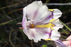 Gladiolus patersoniae