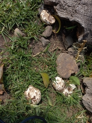 Mycenastrum