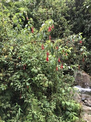 Fuchsia boliviana