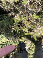 Desmanthus illinoensis