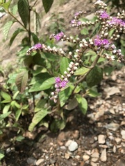 Cyrtocymura