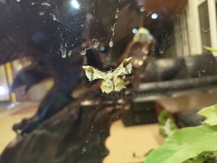 Krananda latimarginaria