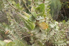 Gomphocarpus cancellatus