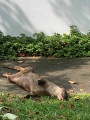 Lutrogale perspicillata