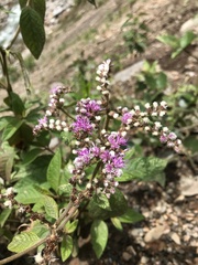 Cyrtocymura