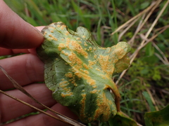 Pucciniaceae