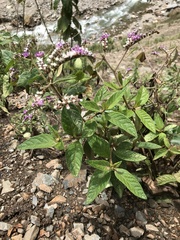 Cyrtocymura