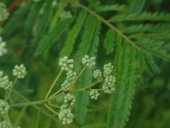 Acaciella
