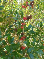 Citharexylum montevidense