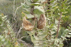 Gomphocarpus cancellatus