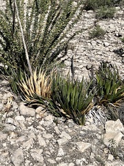 Agave lechuguilla