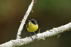 Todirostrum cinereum