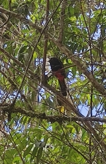 Hypopyrrhus pyrohypogaster