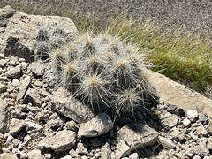 Echinocereus stramineus