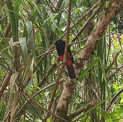 Hypopyrrhus pyrohypogaster