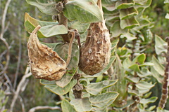 Gomphocarpus cancellatus
