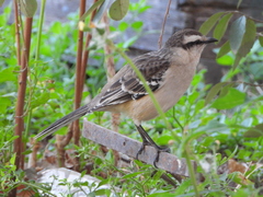 Mimus saturninus