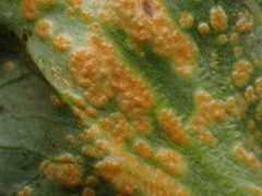 Pucciniaceae