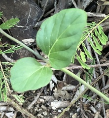Boerhavia diffusa